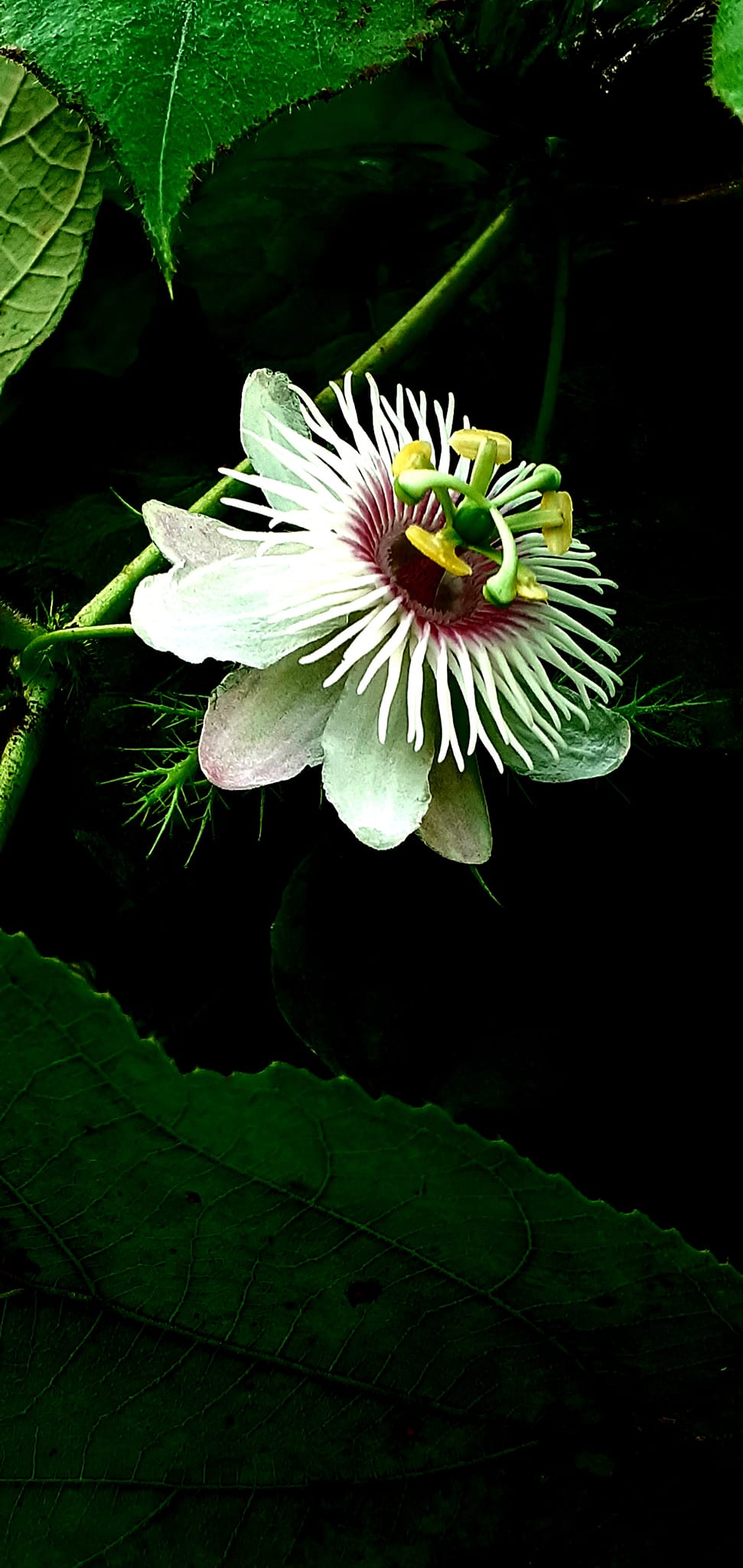 Passion fruit Flower